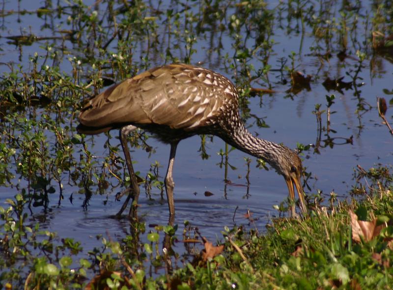 the bird has long beaks that are bent over and walking