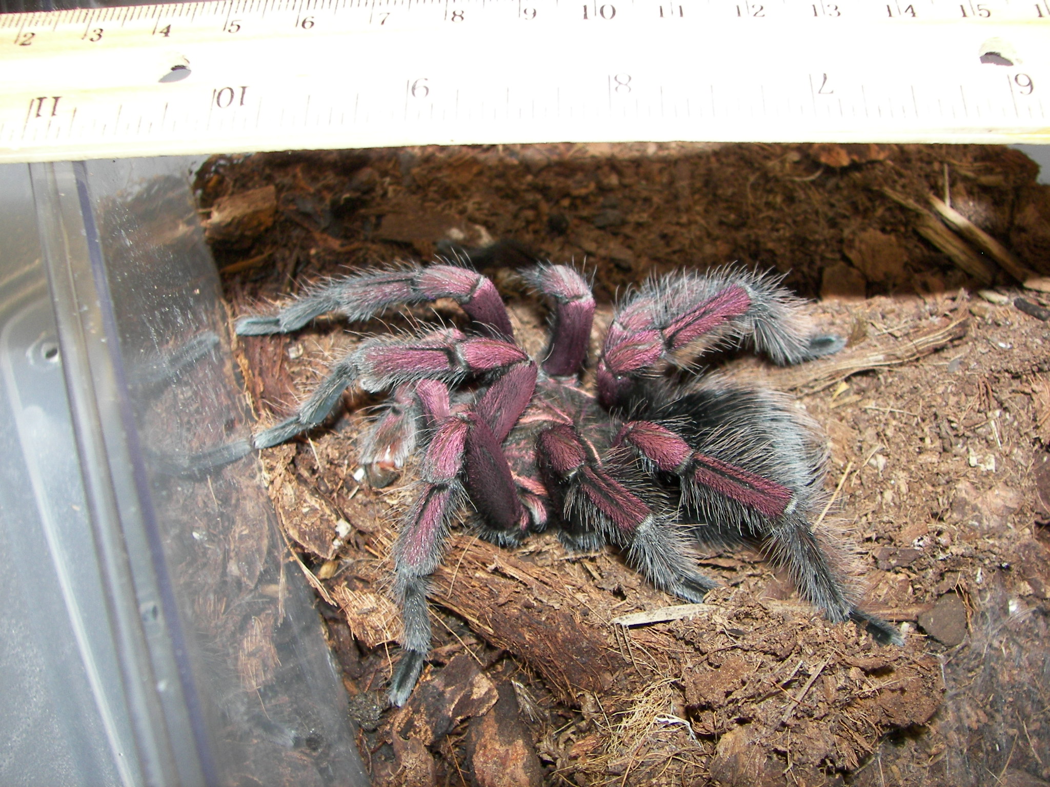 a taraplora spider is standing on top of a log