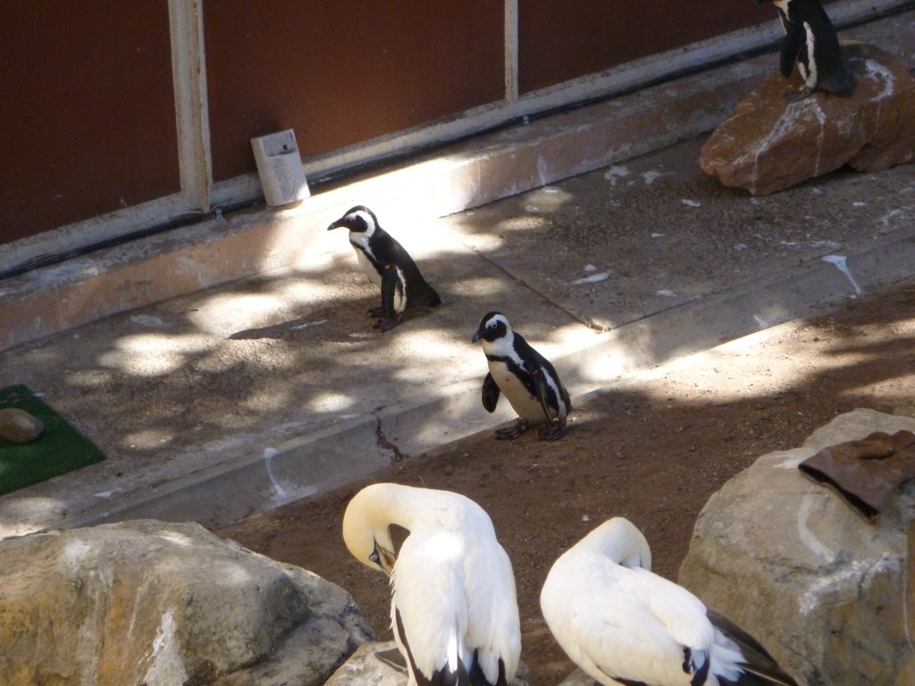 there are two penguins standing on rocks in a zoo