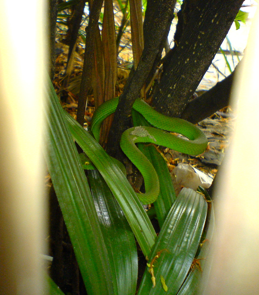 a green snake crawling on some leaves in the woods