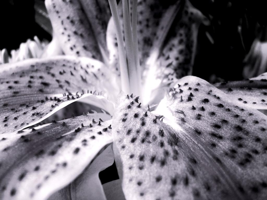 a close up view of a flower that is black and white