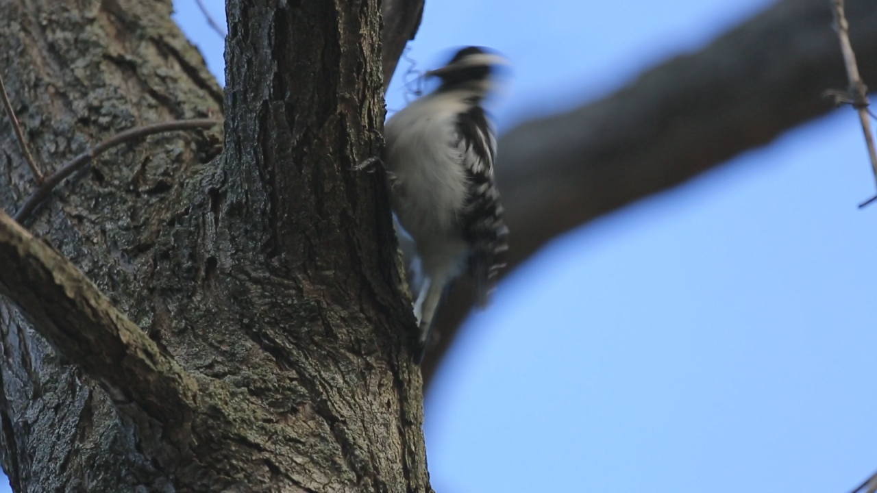 a woodpecker is perched on the trunk of a tree