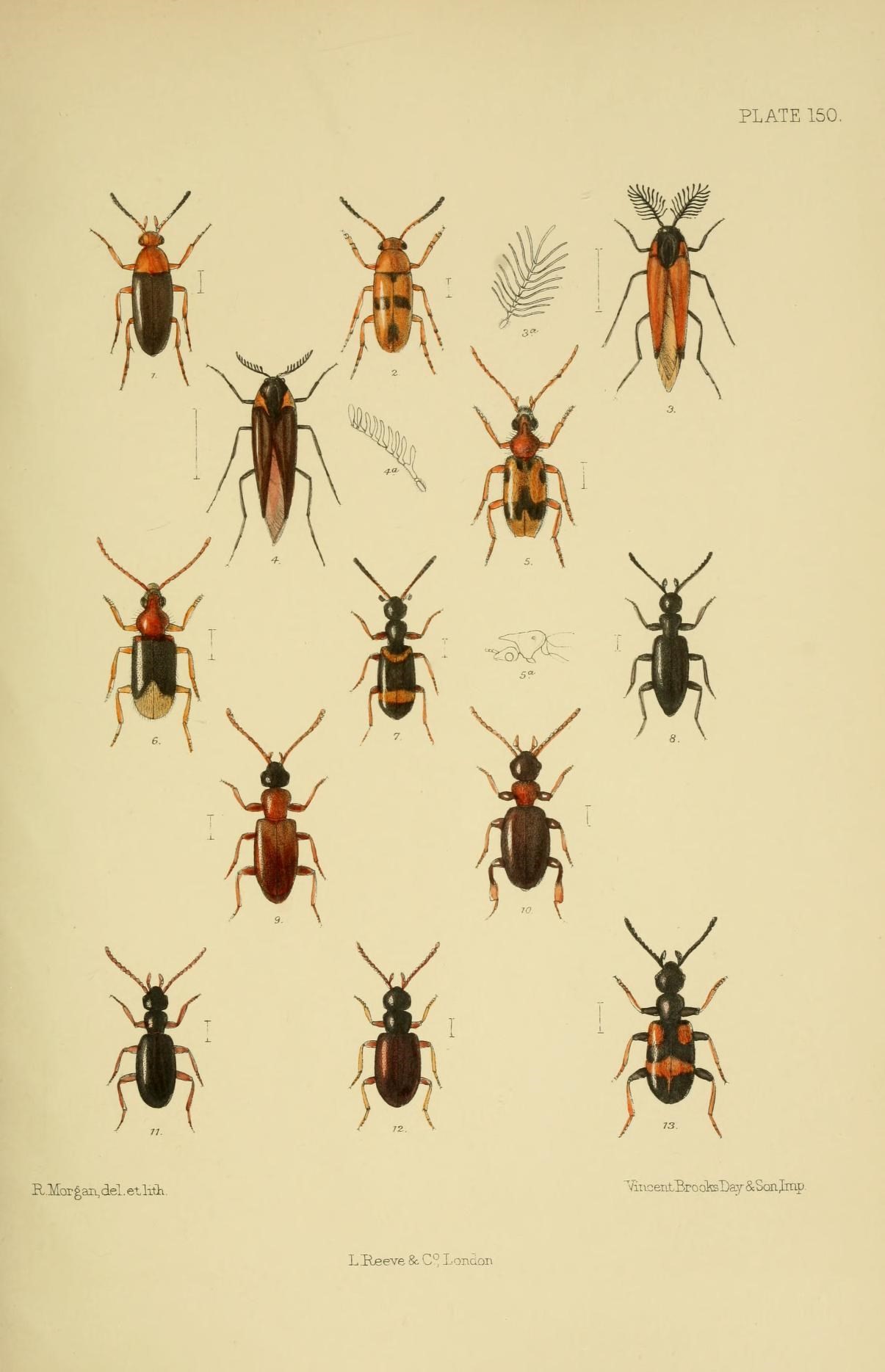 several different bugs on white paper with various colored markings