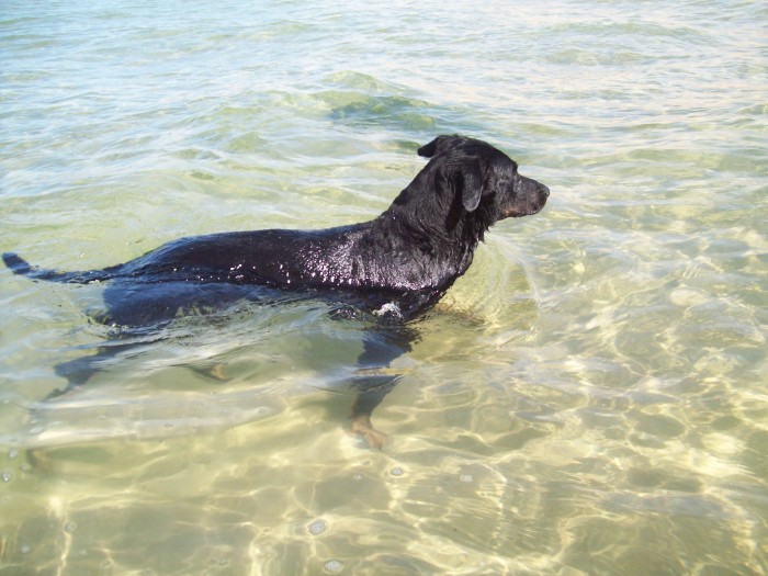 black dog swimming in the water near a beach