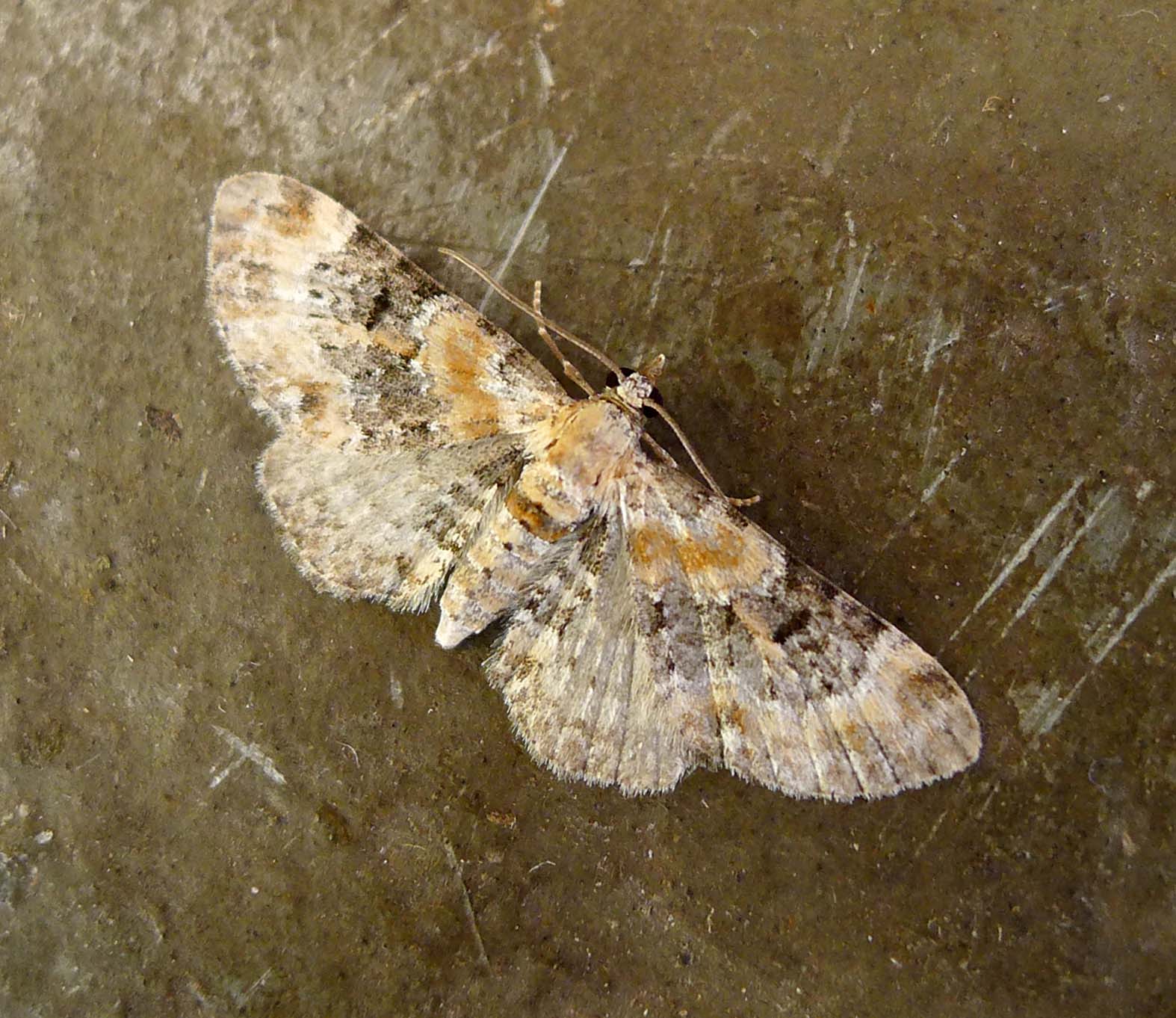 an unusual light colored moth rests on a brown background