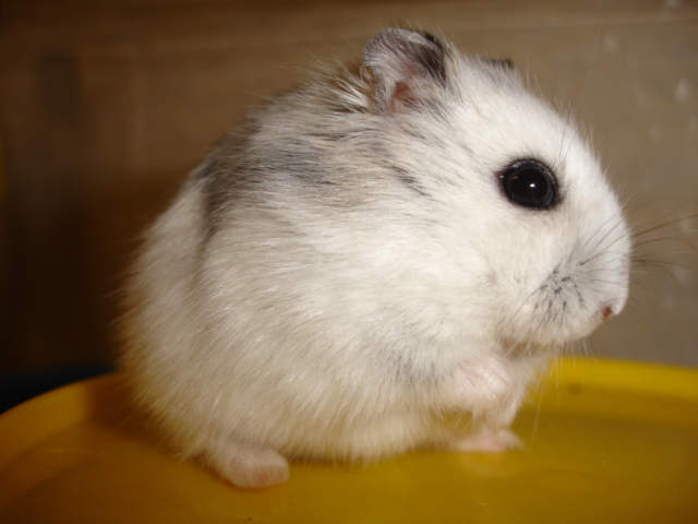 a close up of a small white and grey animal