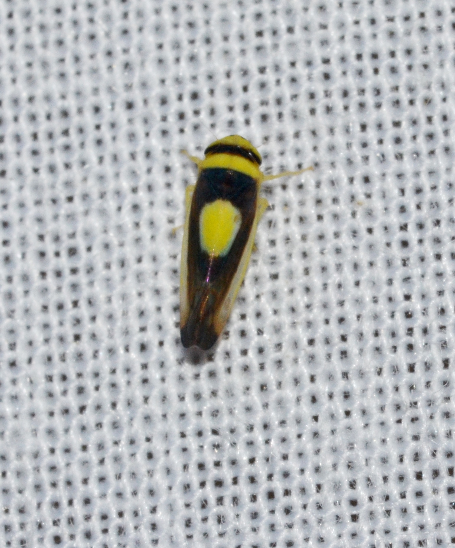 a picture of a yellow and black insect