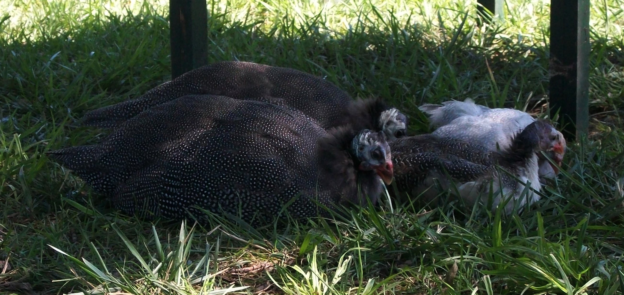 a bird that is laying down in the grass