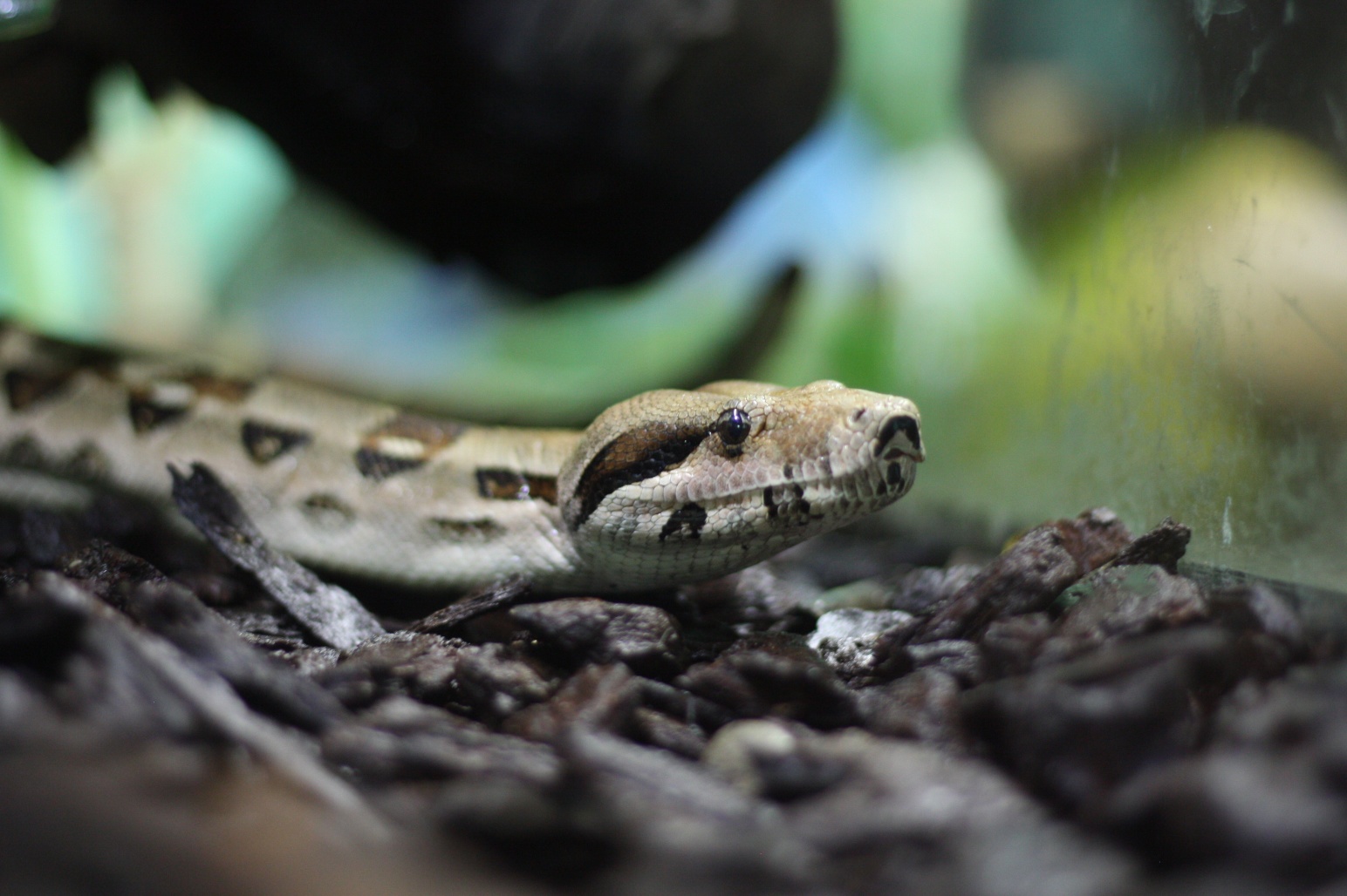 a brown and black geckoe on a rock with it's mouth open