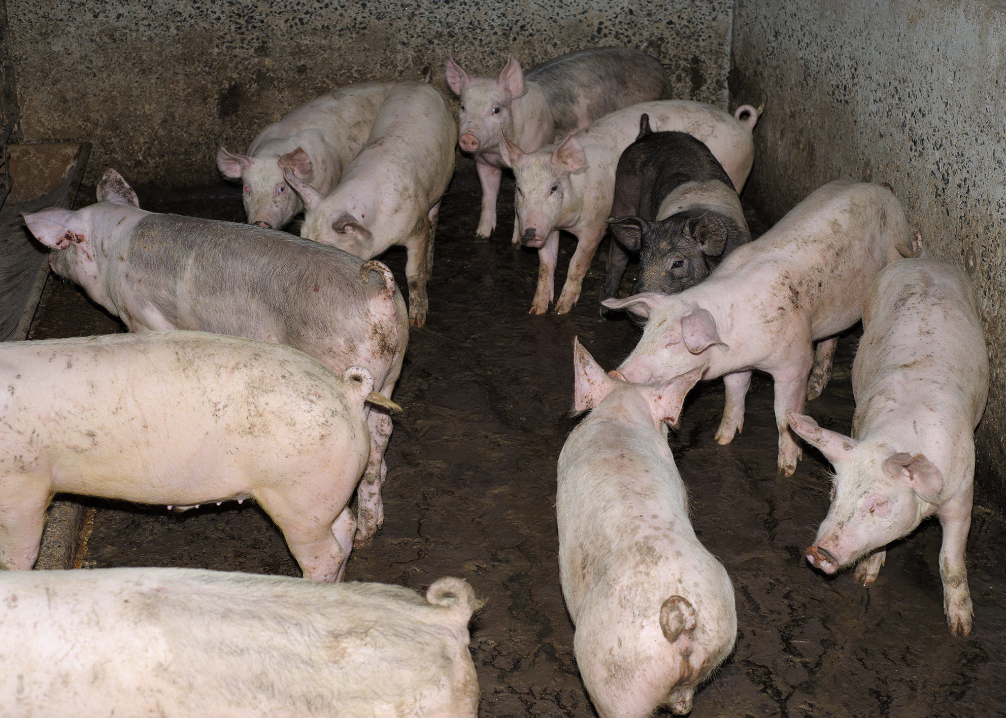 a group of pigs in a dirt pen