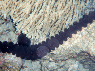 a thin animal is on top of a big piece of black coral