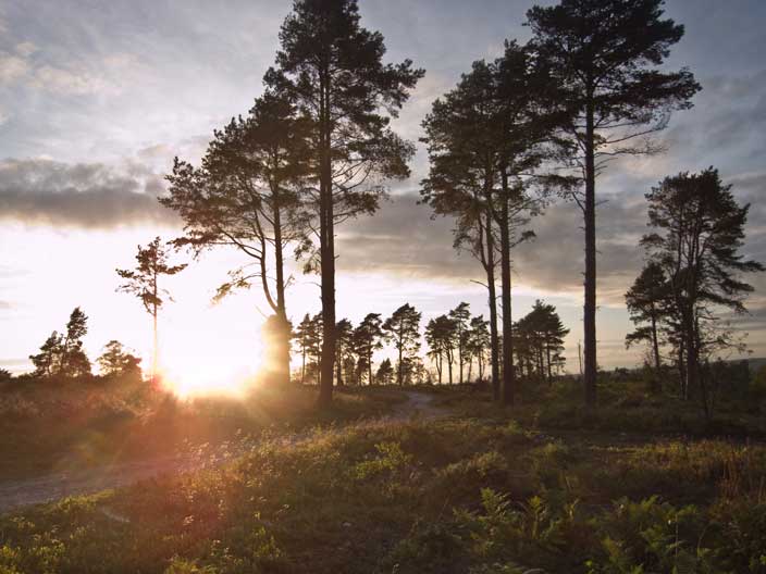 sun is shining behind trees and grass