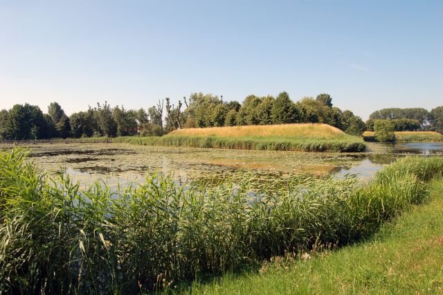 a pond is surrounded by grass, bushes and some trees