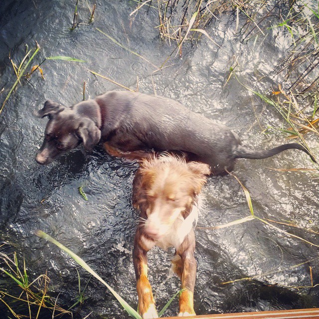 a brown dog lays down in a stream