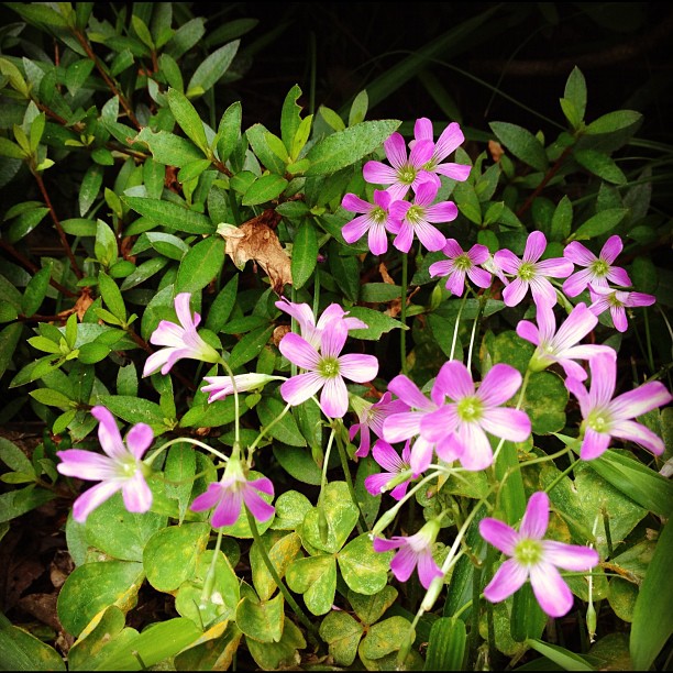 the pink flowers have long green leaves around them