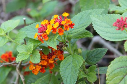 a small group of orange and yellow flowers