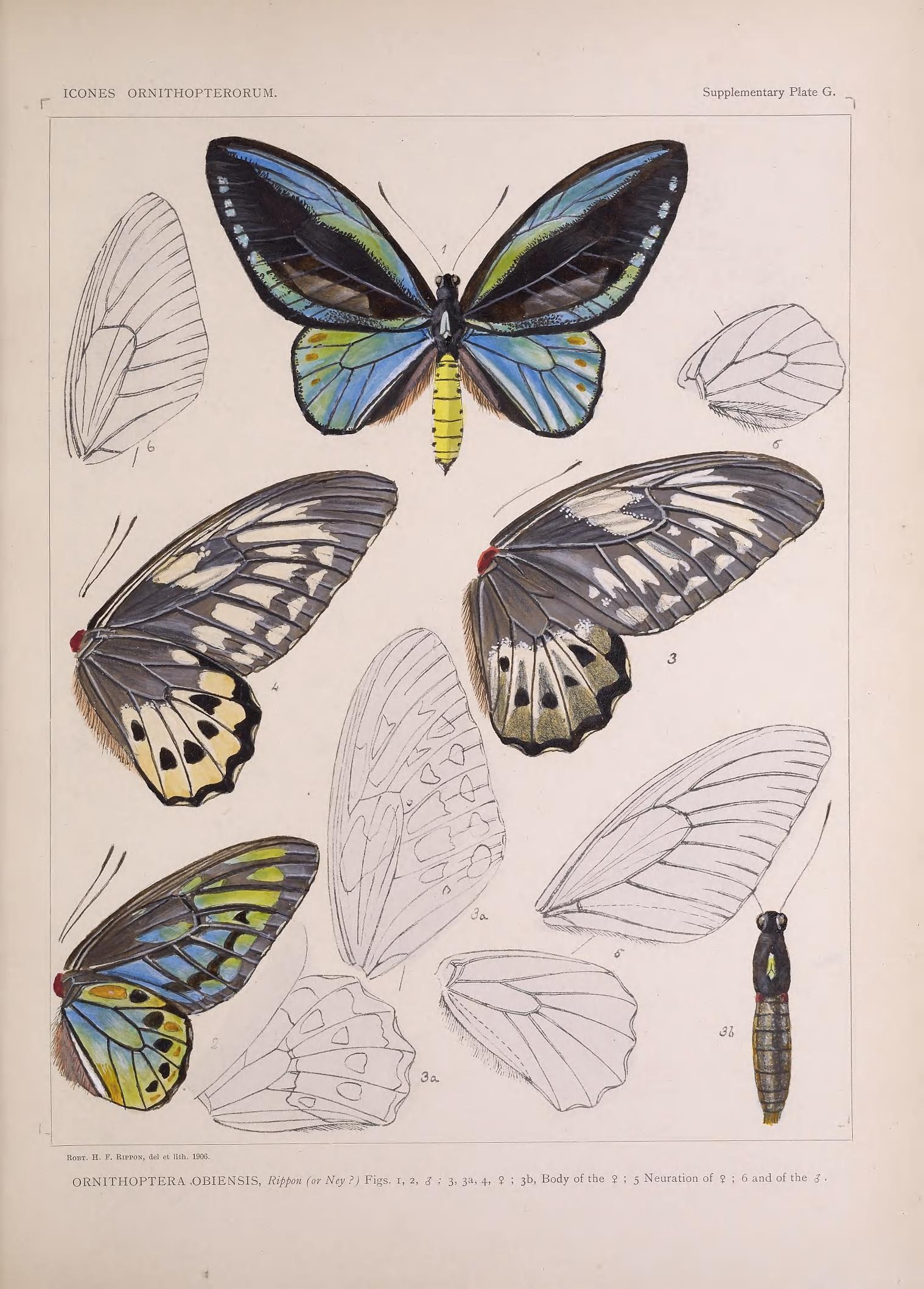 an illustration of three erflies with different colored wings