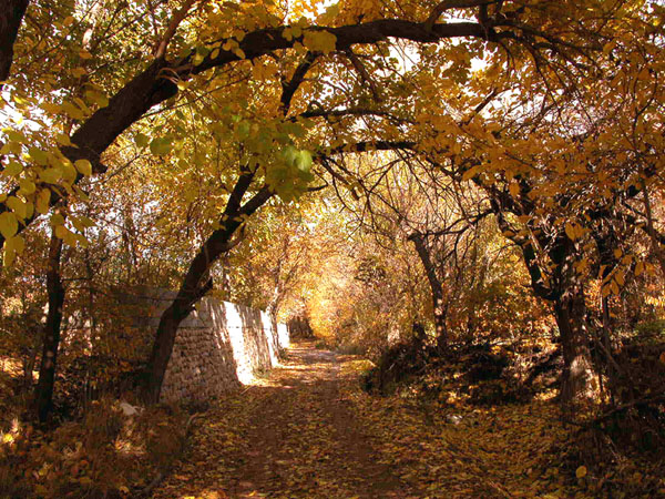 an image of a road going through the woods