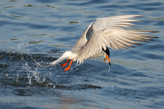 a white bird with orange beak on water