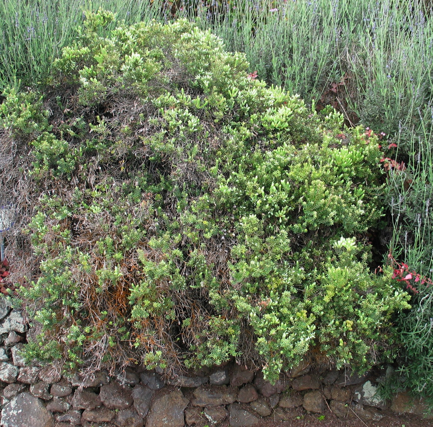 grass, bushes and stones on the side of a rock wall