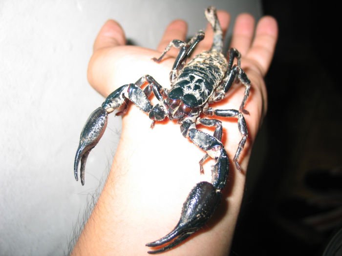 the small scorpion is on the right hand and it looks like it could be attacking someone's arm