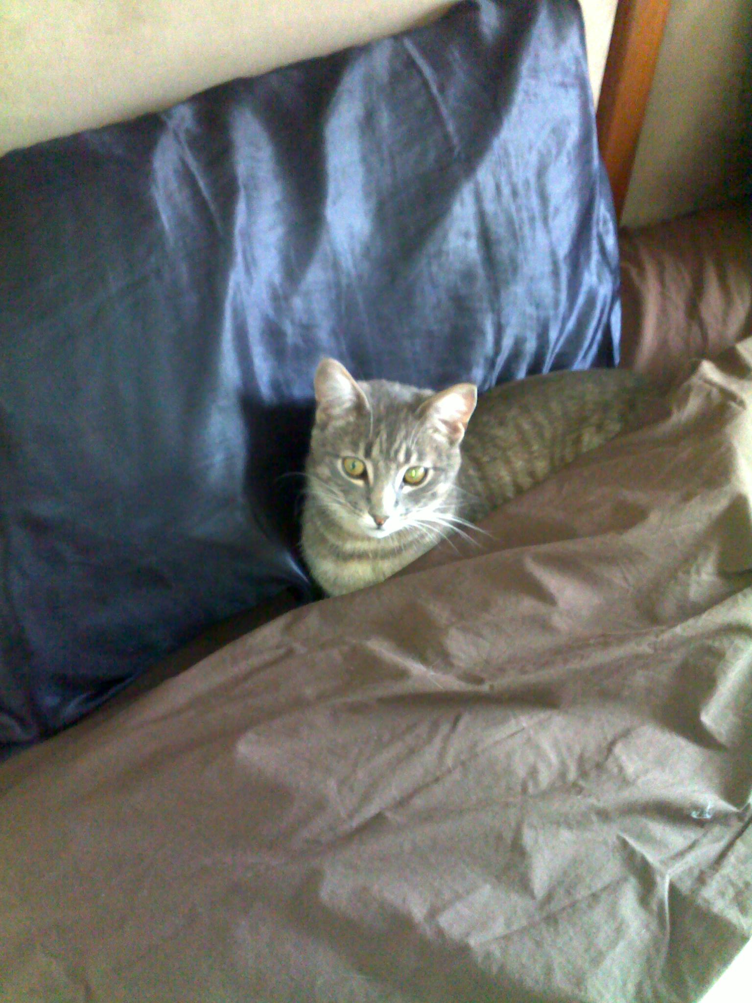 a grey cat is sitting on top of brown fabric