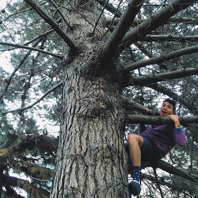 a boy is climbing up a tall tree