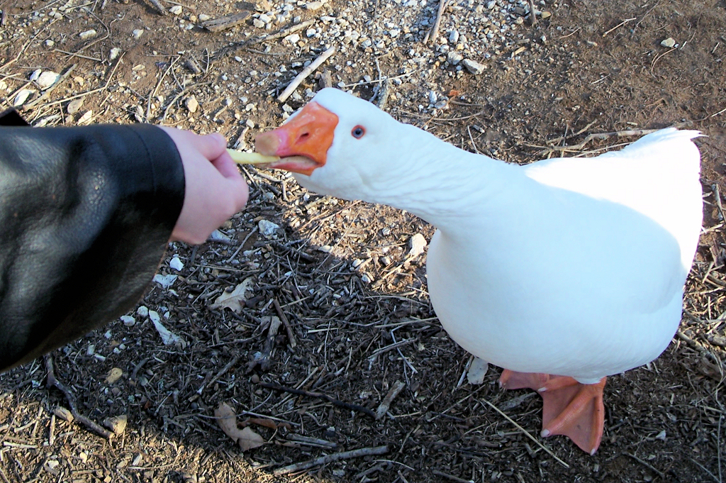 a white goose eating soing off a persons hand