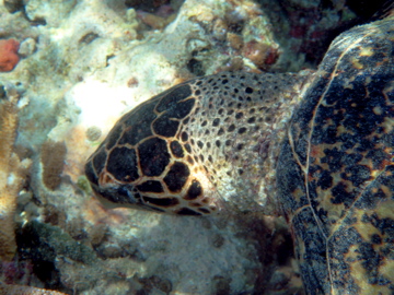 a sea turtle is swimming among corals and seaweed