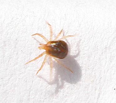 a bed bug crawling on a sheet of paper