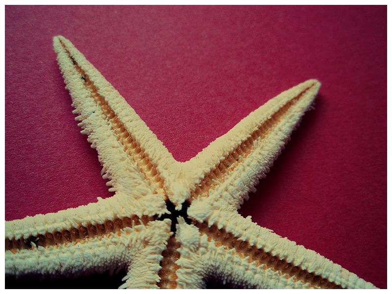 a starfish is on a bright pink surface