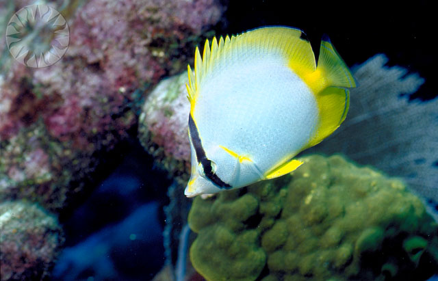 yellow and white tropical fish resting on a reef