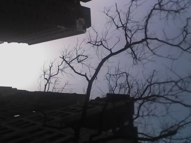 trees with bare nches and birds nest on top of the roof