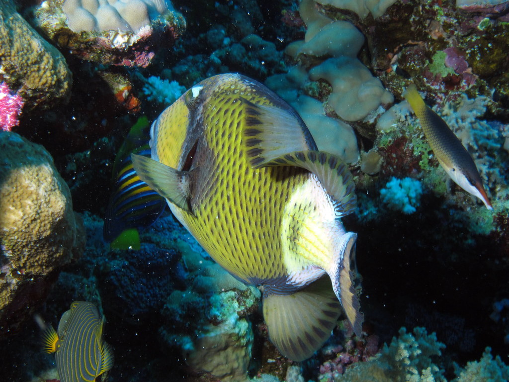 some very colorful tropical fish on the sea