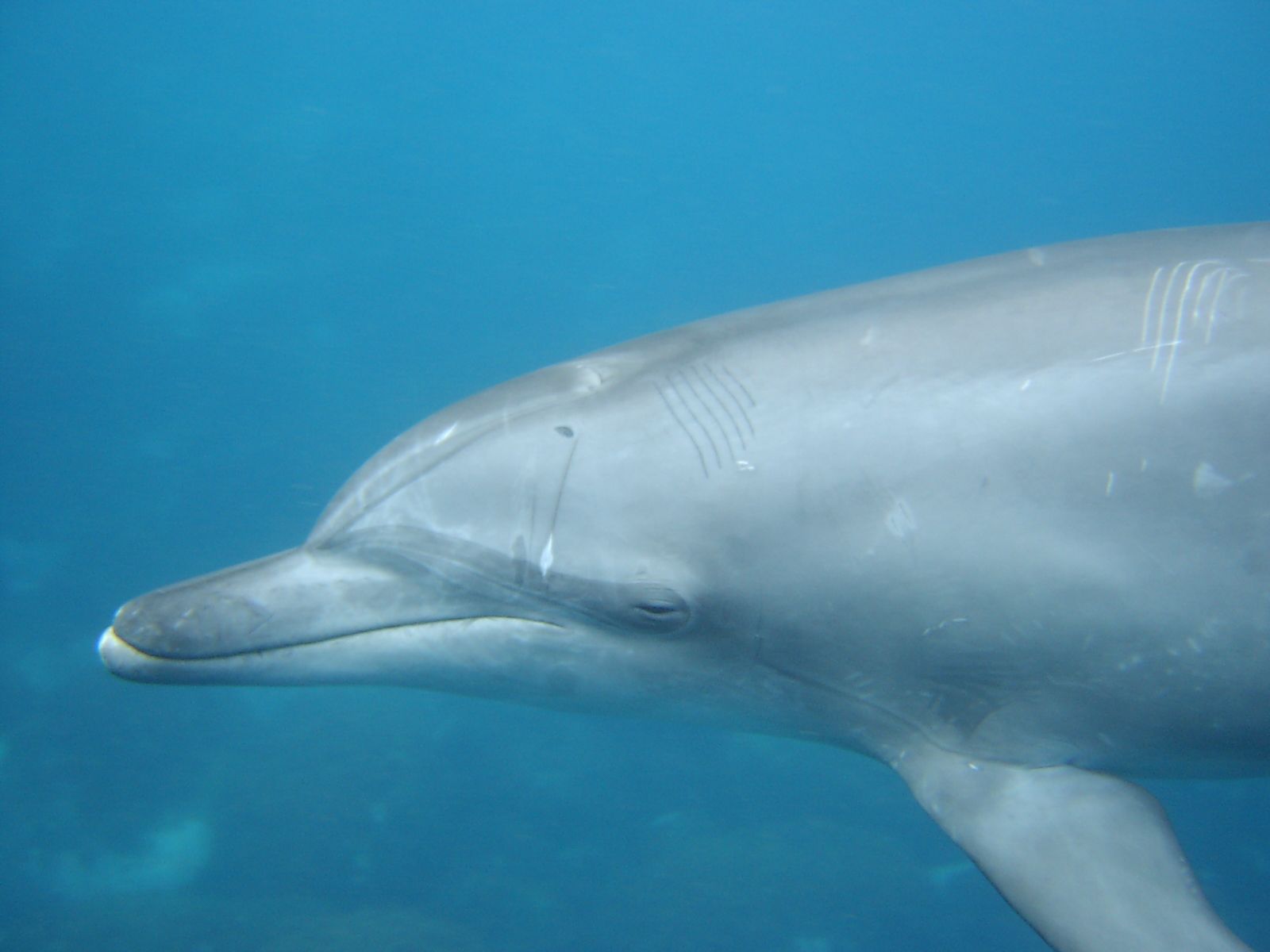 a gray dolphin swimming in blue water