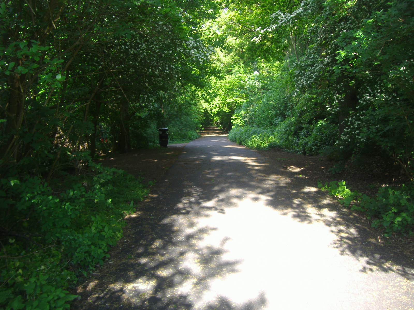 there is a very bright shadow of trees and grass