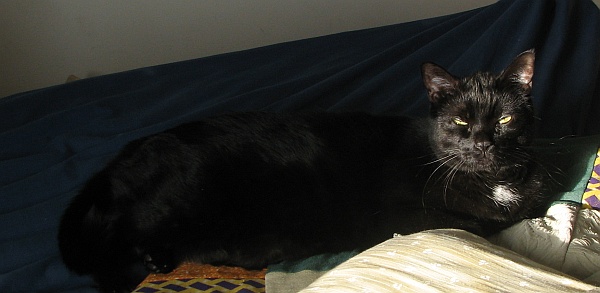 a black cat lying on top of a pillow next to a bed