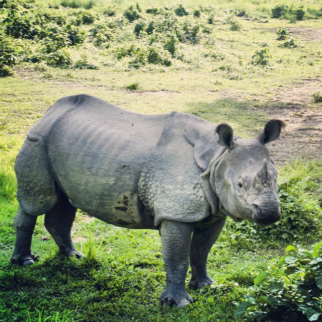 an adult black rhino standing in a lush green field