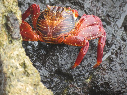 a colorful crab sits on rocks next to water