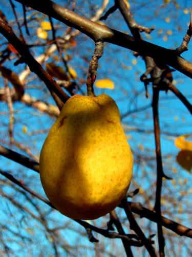 the yellow fruit hangs from the tree with leaves and nches