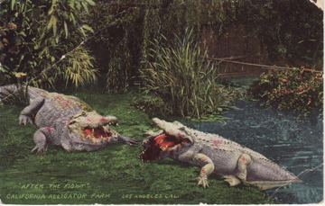 a group of crocodiles laying on top of a grass covered field