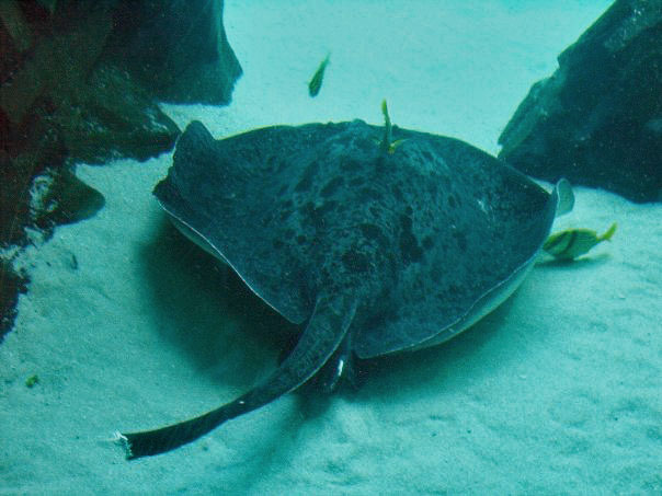 a manta ray in a lagoon looking for food