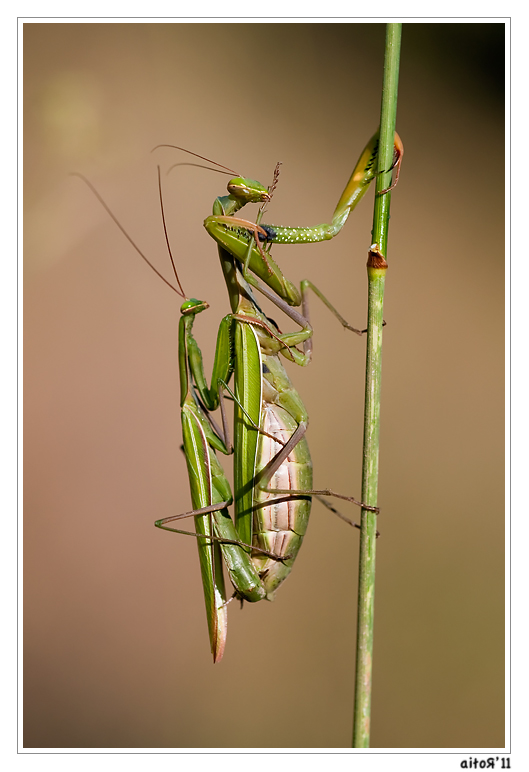 the large praying mantisser has two prey on its back legs