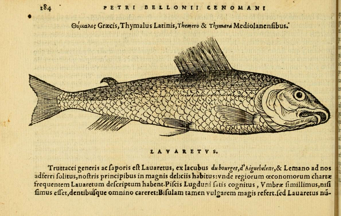 a fish is depicted in an illustration from an old book