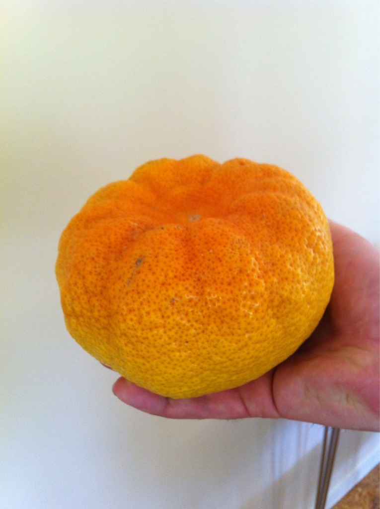 an orange being held in front of a white wall