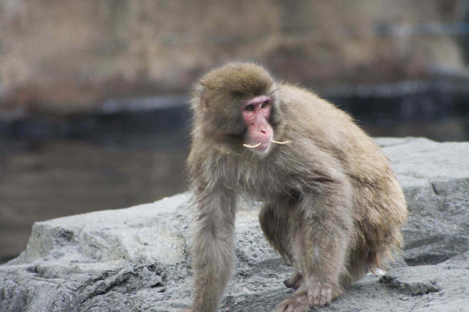 a small brown monkey standing on rocks near water