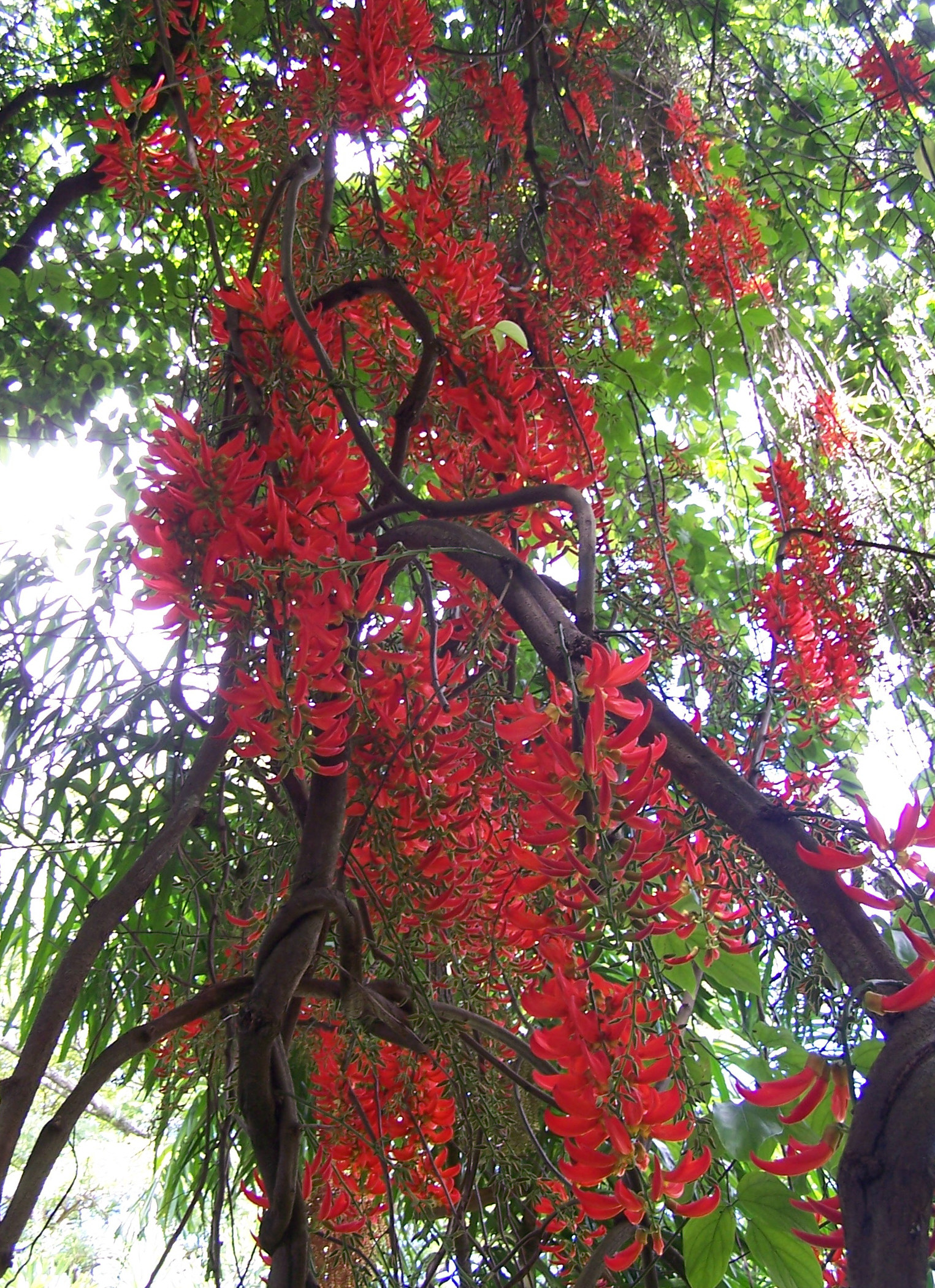 a tree with red flowers is shown in the foreground