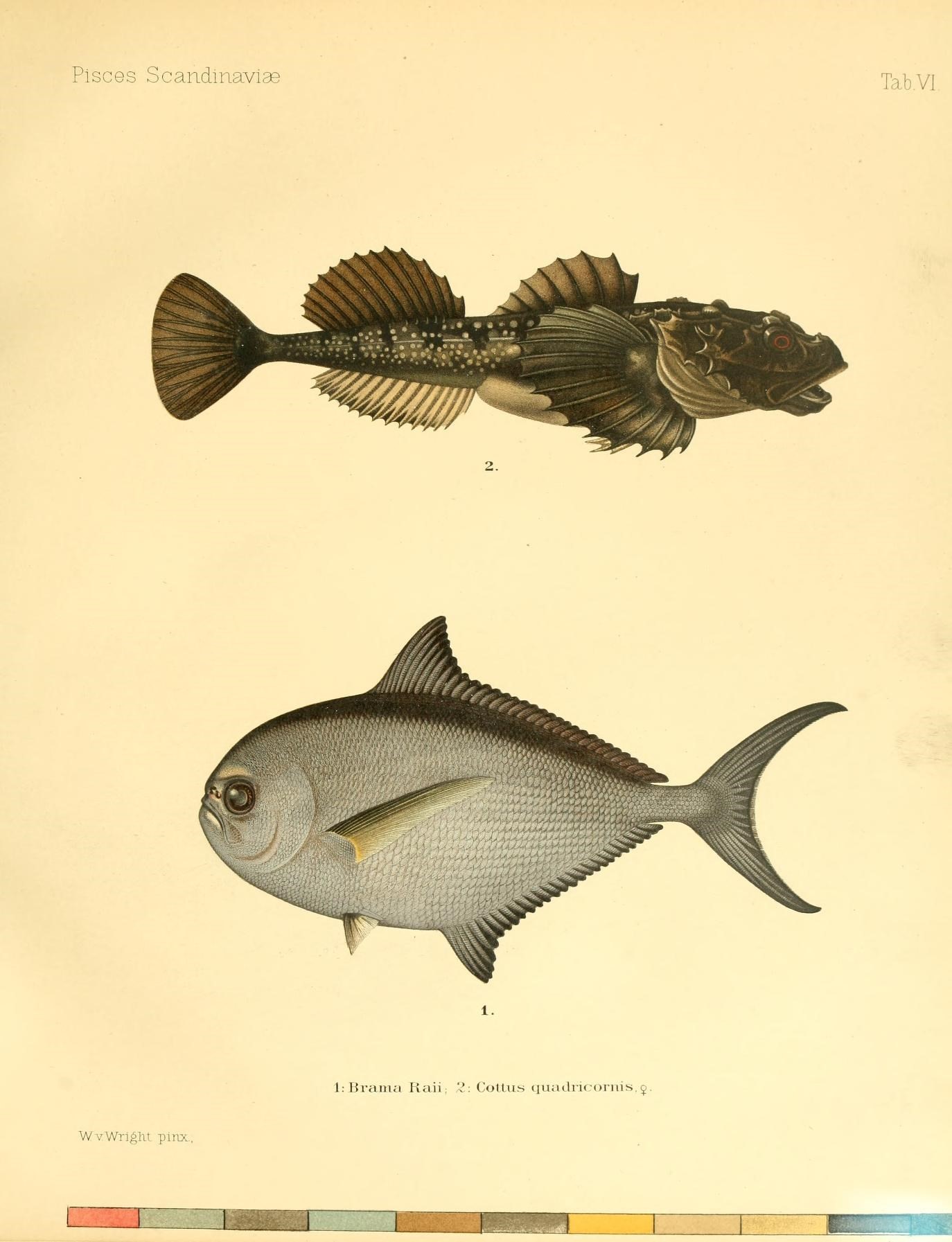 two fish are shown side by side in color