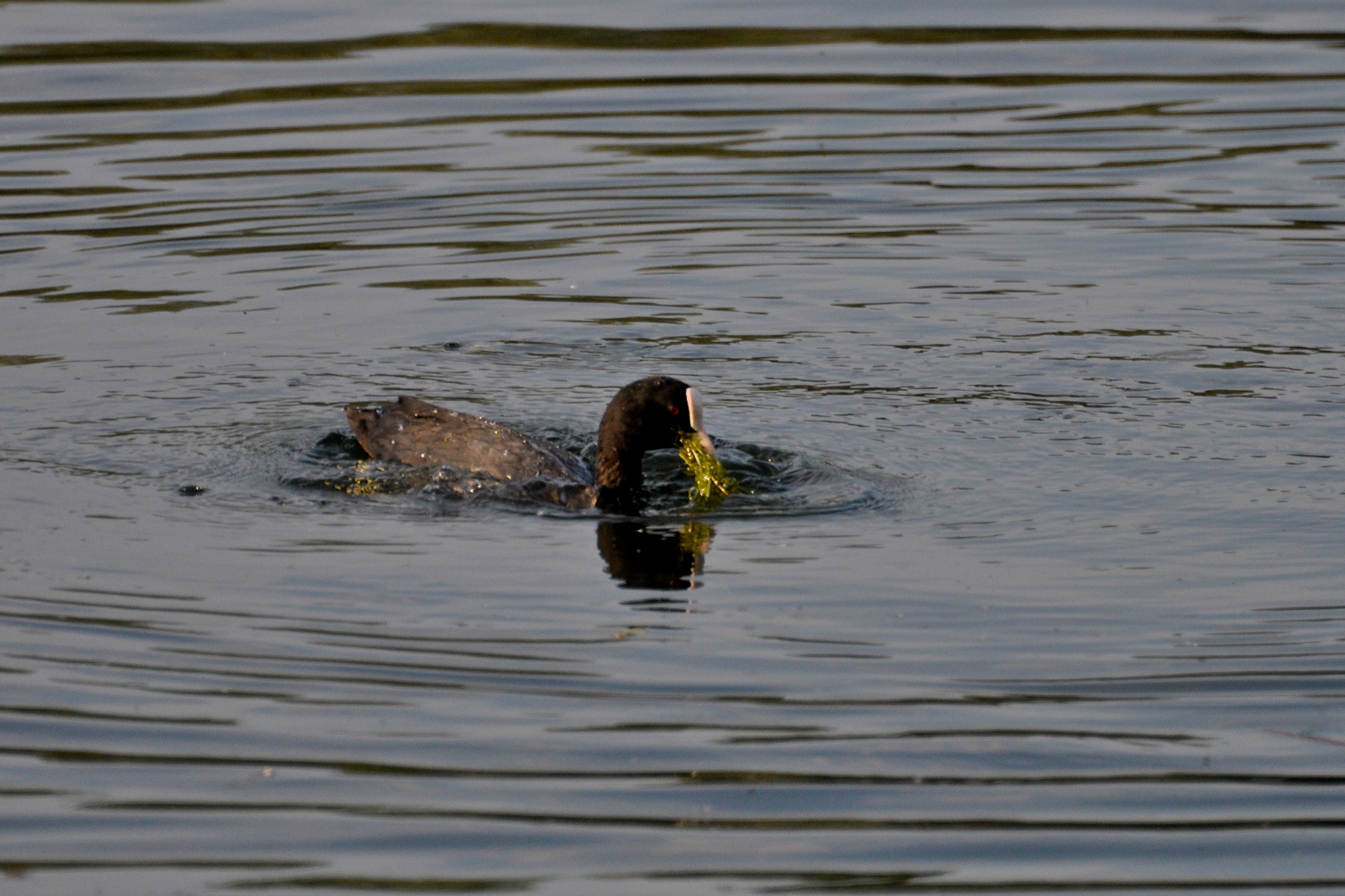 a duck swimming in the water with a snack in its mouth