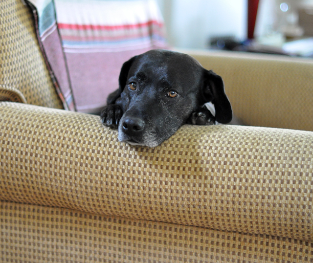 a dog lays on the couch cushion with its eyes closed